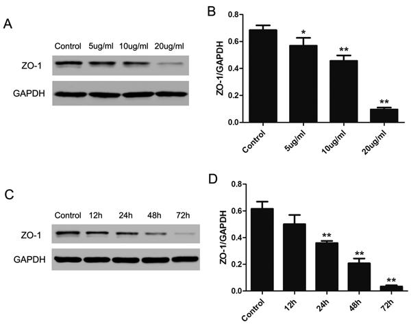 Fig. 2 Dose- and time-dependent decrease of ZO-1 protein expression in CagA-treated mouse podocytes..tif