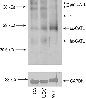 1513-1601-1-CE-corrected-Fig-4.tif