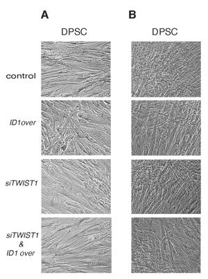 Fig 1.tiff