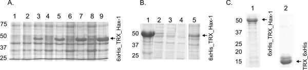 Figure 1.TIF