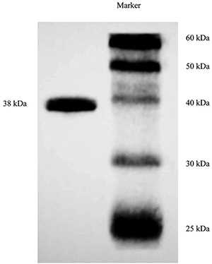 Figure2.tif