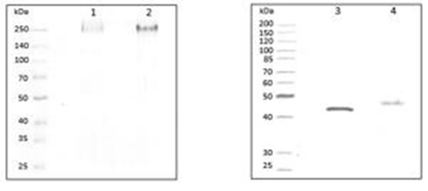 Fig. 3.tif