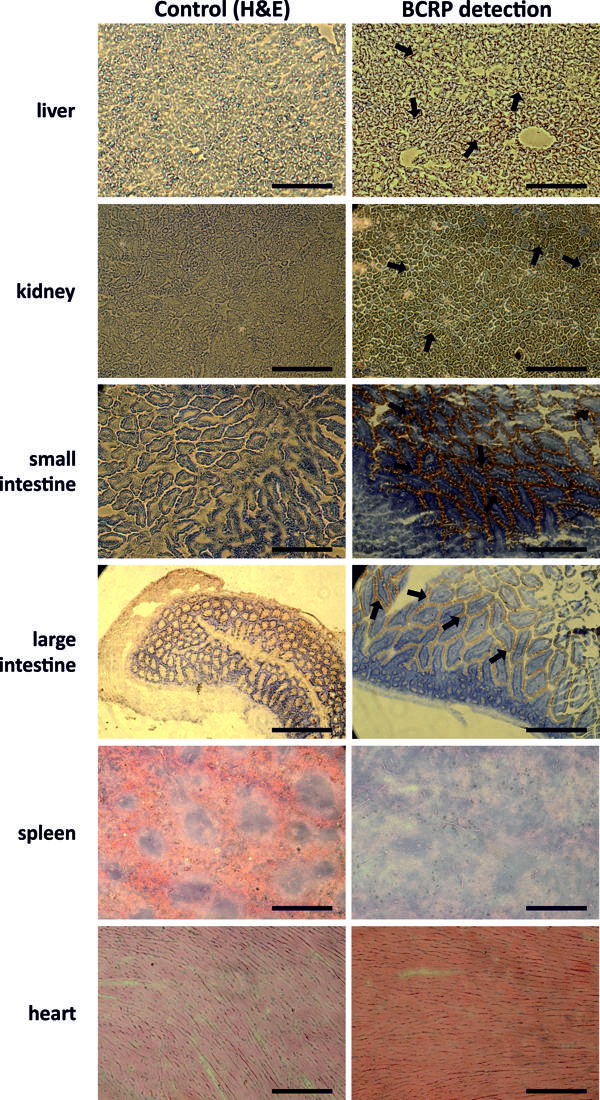 Fig. 2 .tif