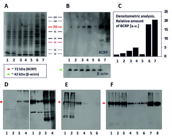 Fig. 3.tif