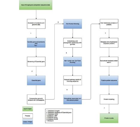 Figure 1. steps involved in identification and prioritization of putative protien targets of Candida albicans.tif