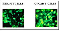 Figure 3 tiff.tif