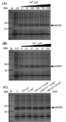 Figure 3.tif