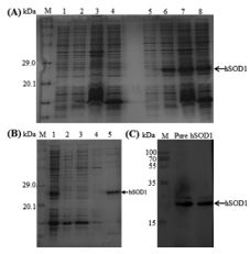 Figure 1.tif