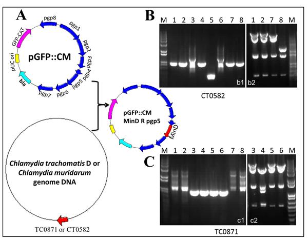 Figure1-revised.tif