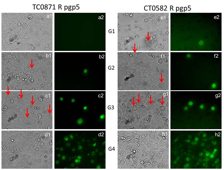 Figure2-revised.tif