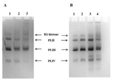 fig.4.tif