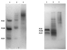 fig. 5.tif