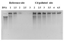 fig. 6.tif