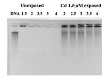 fig.7.tif