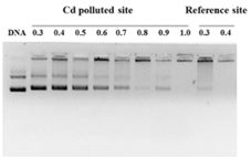 Fig. 8.tif