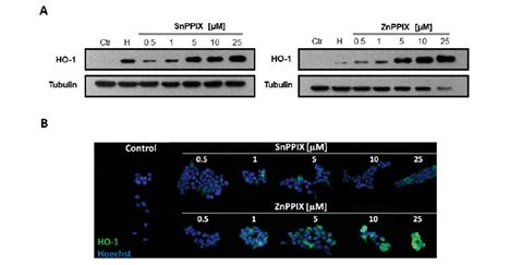 Fig. 2.TIF