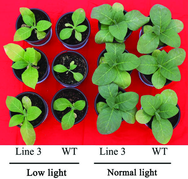 fig1.tif