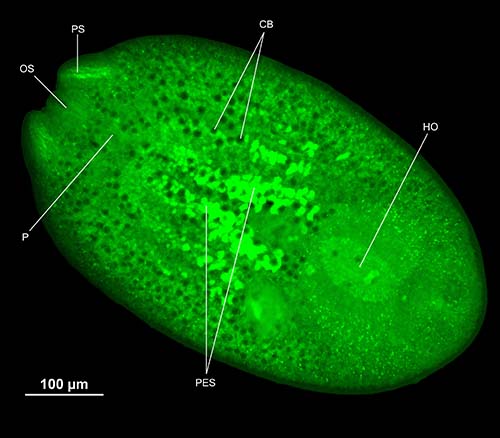 Figure 3.tif