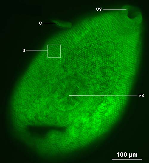 Figure 4.tif