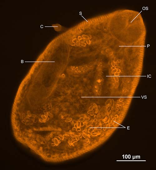 Figure 5.tif