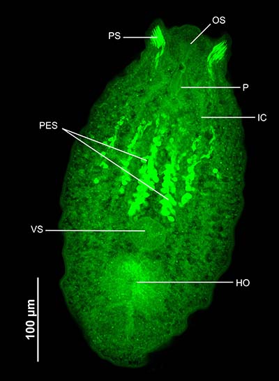 Figure 2.tif