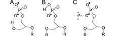 FIGURE 3.tif