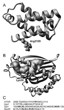 FIGURE 4.tif