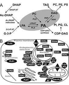 FIGURE 2.tif