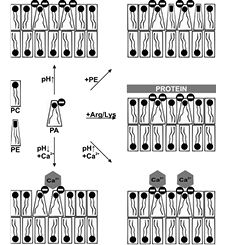 FIGURE 1.tif