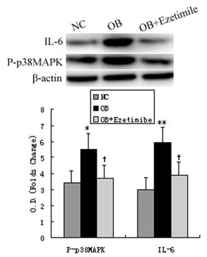 Fig 4.tif