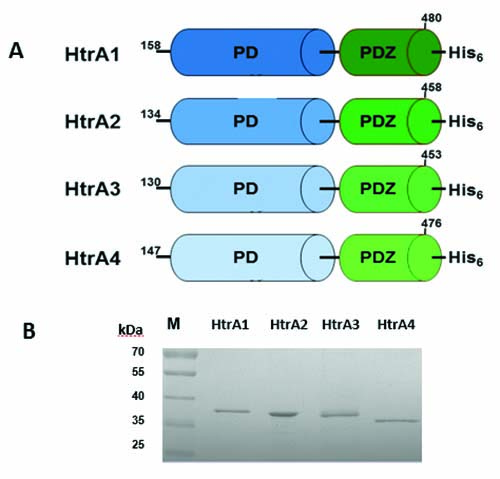 Fig 1 2018 ABP.tif