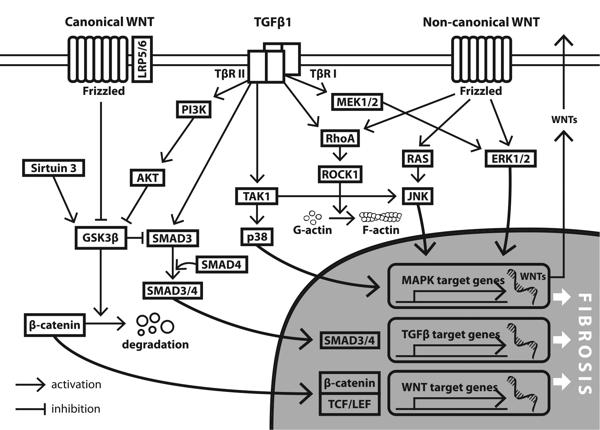 figure1_final.tiff